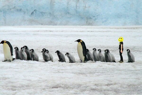 Pinguinreihe mit Kind